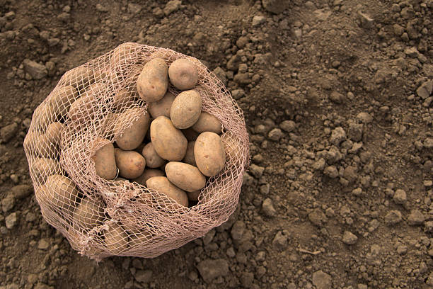 kartoffel - root vegetable picking monoculture nutrient stock-fotos und bilder