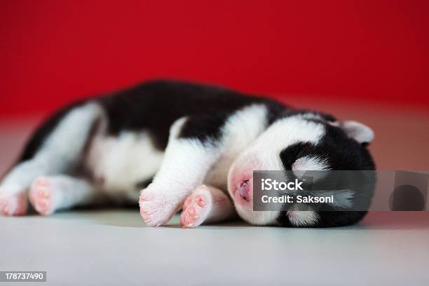 Husky - Fotografie stock e altre immagini di Animale - Animale, Animale appena nato, Animale da compagnia