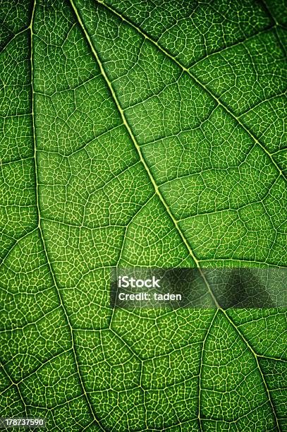Grünes Blatt Stockfoto und mehr Bilder von Allgemein beschreibende Begriffe - Allgemein beschreibende Begriffe, Baum, Bildhintergrund