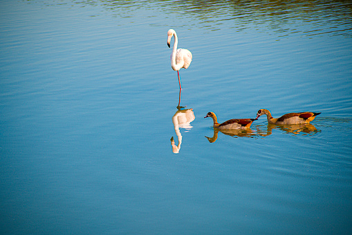 Flamingo Posing in a beautiful lake with two brown wild ducks passing through