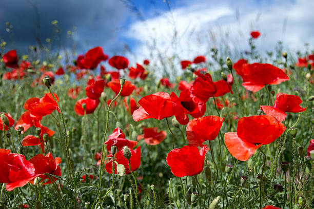 Field of Corn Poppy stock photo