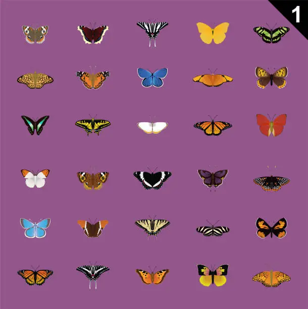 Vector illustration of Butterfly Various Cartoon Vector Illustration Set 1