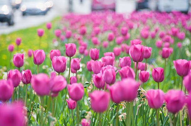 istock Spring in the City 178737860