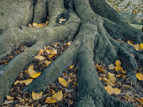 The detail of the very old tree and its trunk and roots.