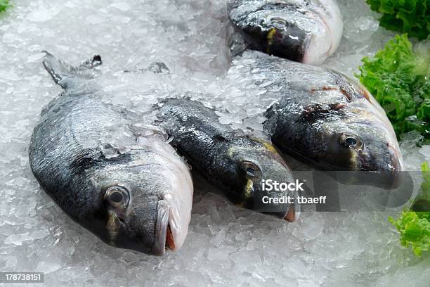 Morze Breams - zdjęcia stockowe i więcej obrazów Dorada - Dorada, Lód, Owoce morza