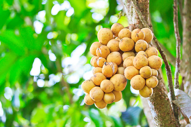 istock Lansium demesticum on the tree 178738232