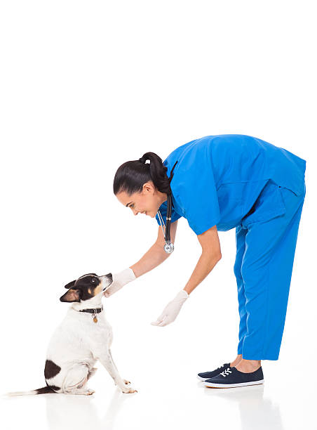 istock vet doctor playing with dog 178738301
