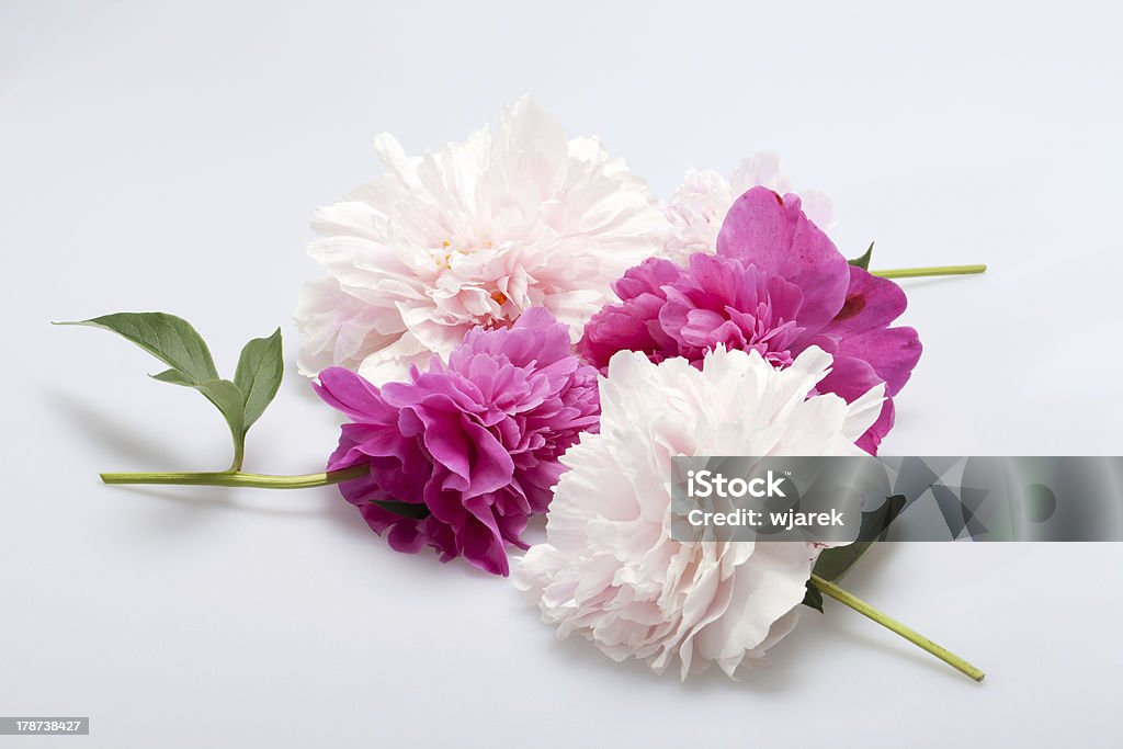 Pivoine - Photo de Arbre en fleurs libre de droits