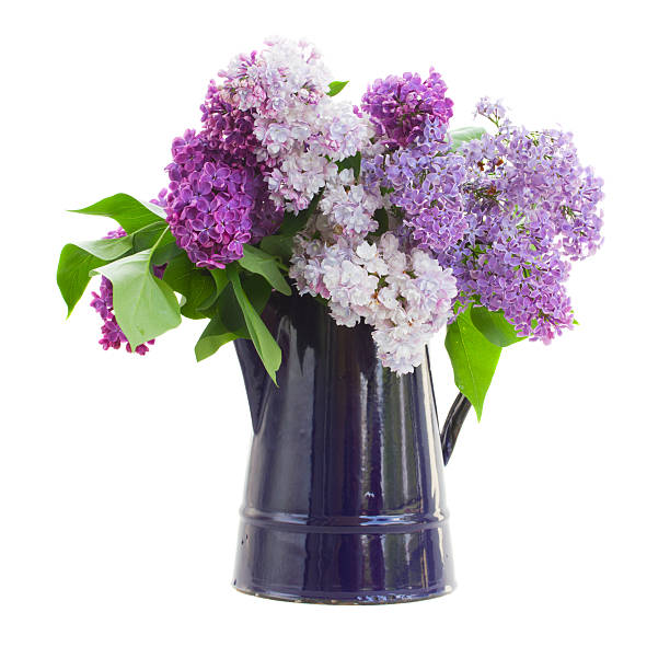 istock Lilac in garden pot 178738854
