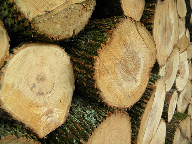istock Color Close Up Cut Log Pile 178738917