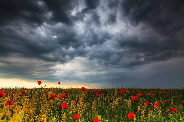 istock Beautiful rural scenery with wild poppy 178739084