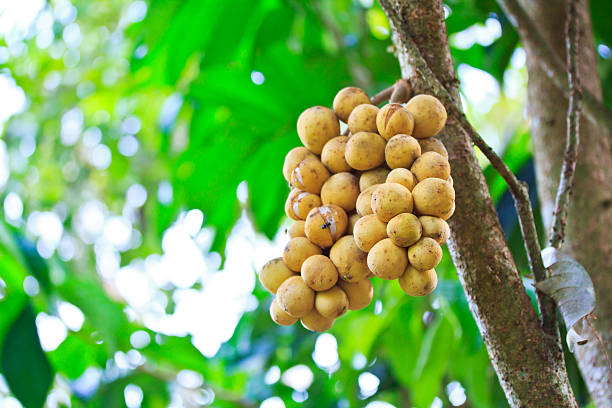 istock Lansium demesticum on the tree 178739147