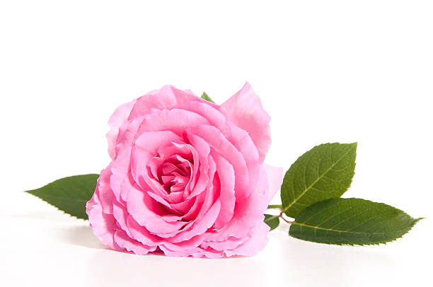 istock Blooming pink rose with stem and leaves on white background 178739548
