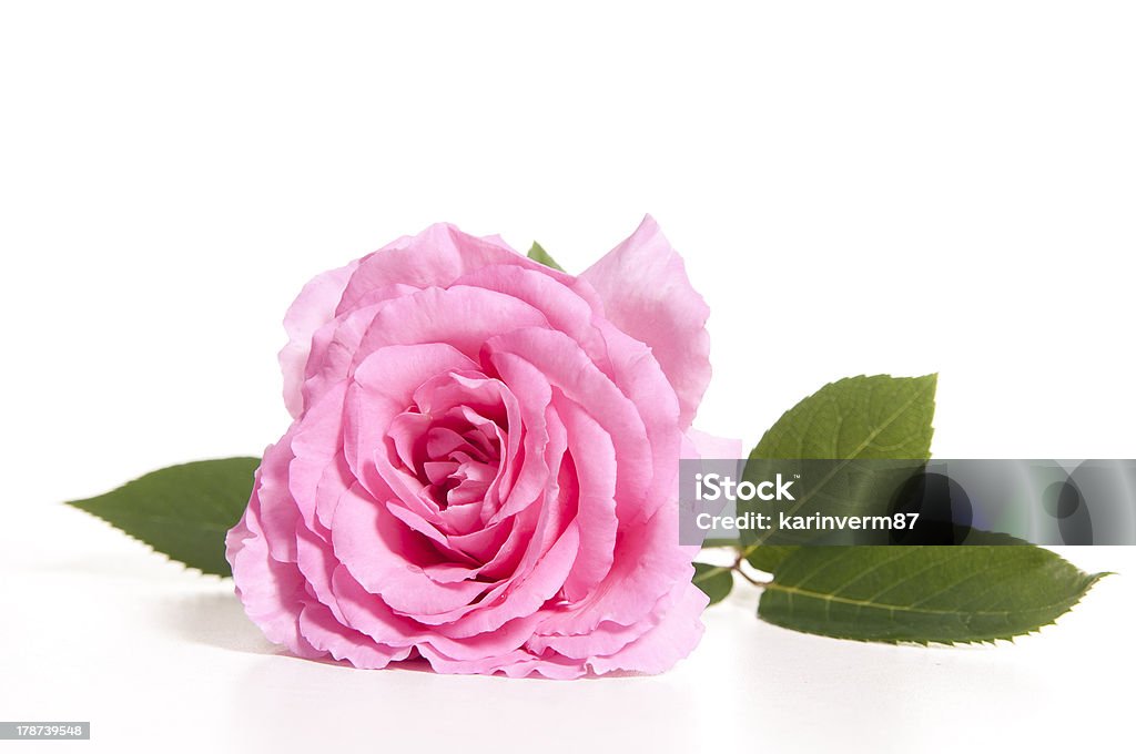 Blooming pink rose with stem and leaves on white background Pink Rose with green leaves Isolated on white background Anniversary Stock Photo