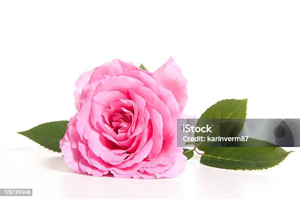 Blooming Pink Rose With Stem And Leaves On White Background Stock Photo - Download Image Now