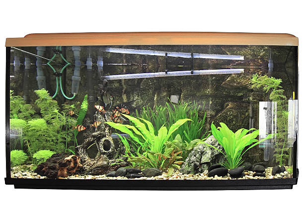 istock Beautiful aquarium. Isolated 178739645
