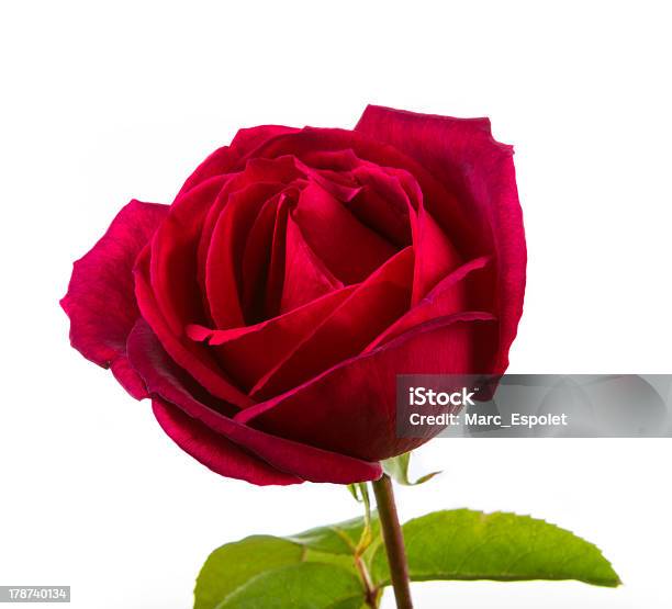 Rosa Rojo Oscuro Foto de stock y más banco de imágenes de Amor - Sentimiento - Amor - Sentimiento, Arreglo floral, Belleza