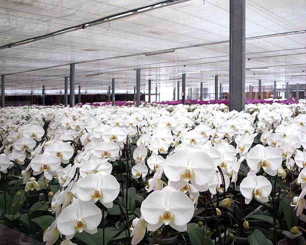 Large Orchid Plantation stock photo