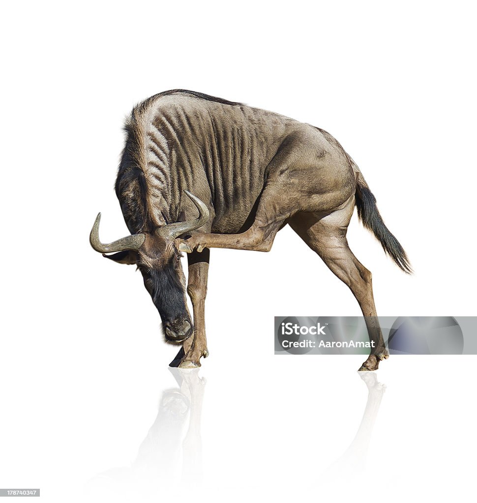 Wild Beast Stock Photo - Download Image Now - Cut Out, Wildebeest, Animal -  iStock