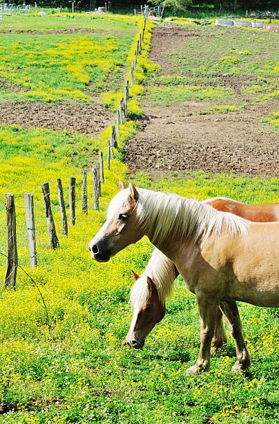 istock Horses by Fence 178740506