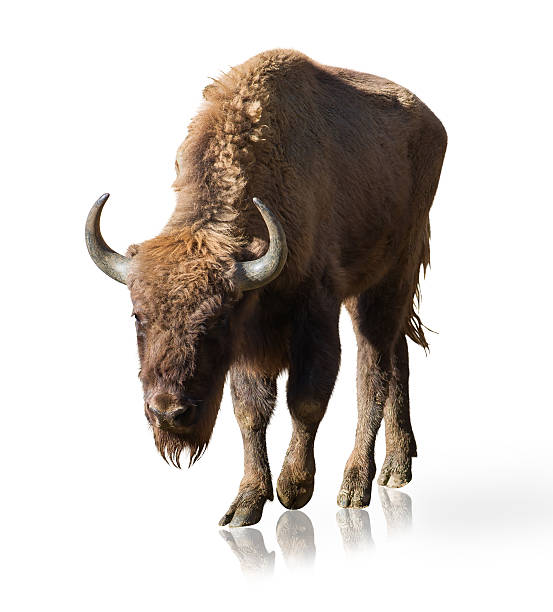 istock Portrait Of Bison 178740722
