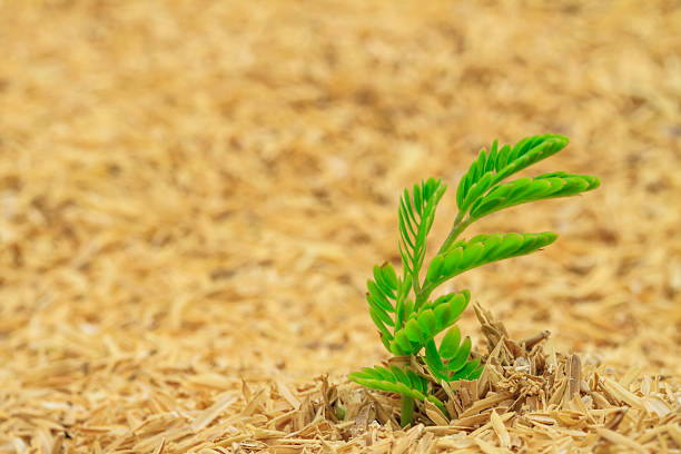 Verde planta crece en seco de heno - foto de stock