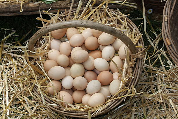 istock fresh eggs just laid on a bed of fluffy straw 178741057