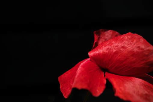 Close up of a red poppy against a black background. Taken outdoors against a black fence in bright sunshine.