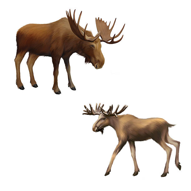 istock Adult moose without horns,  Isolated Illustration on white background. 178741126