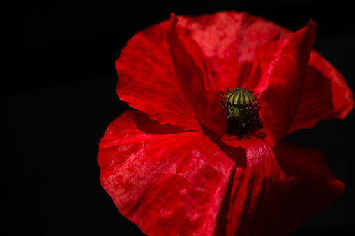 Close up of a red poppy against a black background. Taken outdoors against a black fence in bright sunshine.