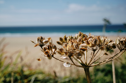 Vibrant close up of dried Hogweed plant above Fistral Beach, Newquay, Cornwall on a bright sunny day.