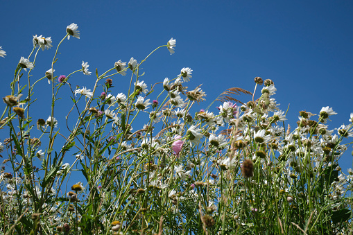 Pictured Flower field of Cosmos in Japan.