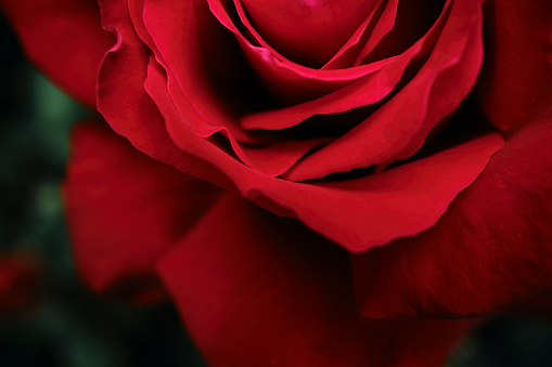 Macro close up of a single Red Rose outdoors still attached to the rose bush.