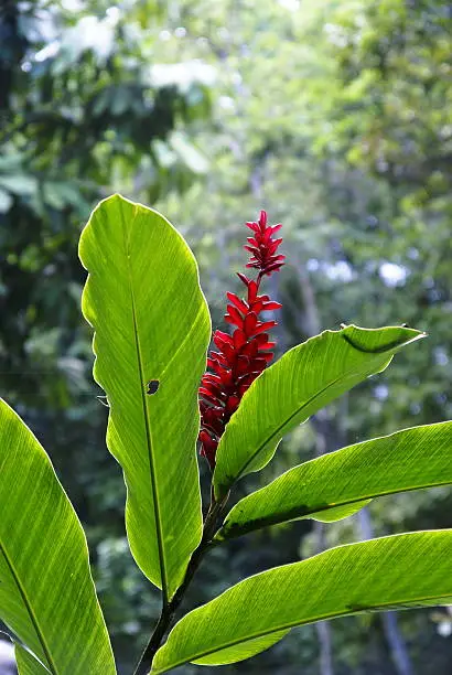 Photo of Caribbean flower