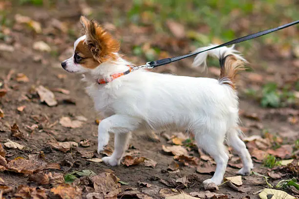 little Papillon puppy standing on a leash