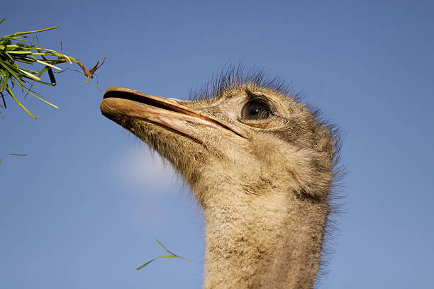 Ostrich' appetite stock photo