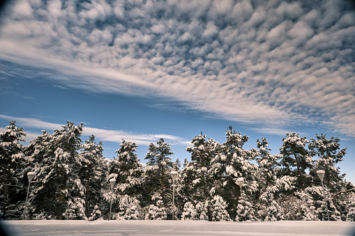 Mountain forest after snowfall