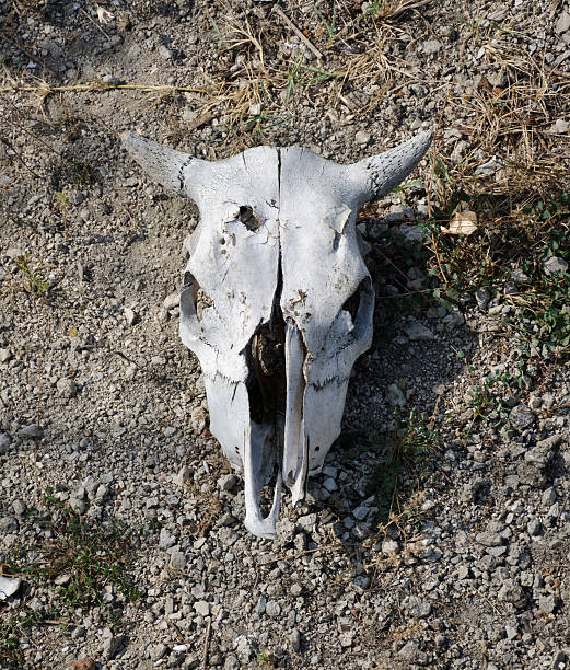 blanqueado antigua ganado cráneo - animal skull drought animal bone dry fotografías e imágenes de stock