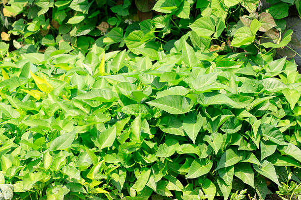 ipomoea aquatica in a vegetable greenhouse, north china