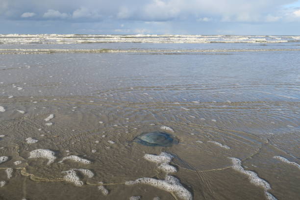 Jelly fish is lying on the beach of the Dutch island Schiermonnikoog. Waves are crashing on the beach.