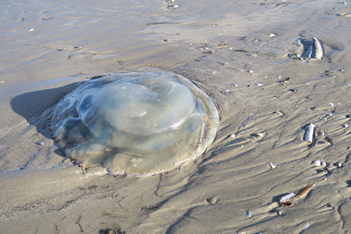 The jelly fish is lying on the beach on the Dutch island Schiermonnikoog on low tide.