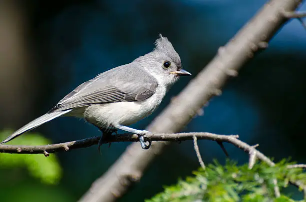 Tufted Titmouse Perched in a Tree
