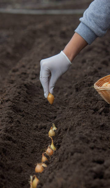 istock A woman plants onions on a farm. Selective focus. 1787419832