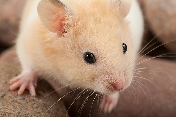 istock Portrait of young hamster, popular pet. 178741995