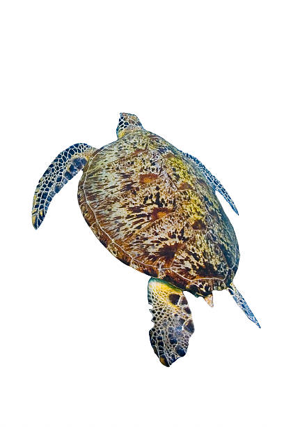 istock Green sea turtle swimming isolated on white background 178742277