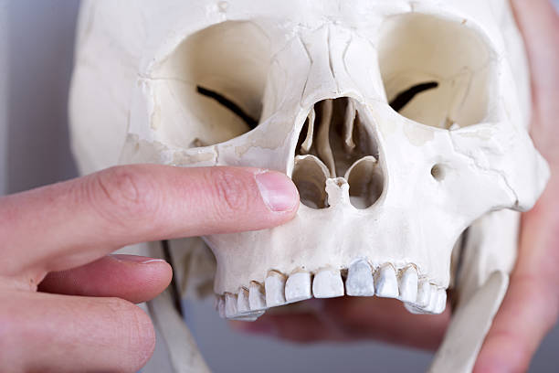istock showing anterior nasal aperture 178742396