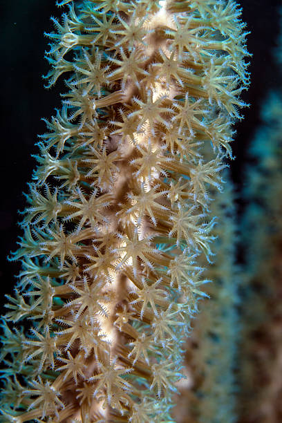 istock giant slit-pore sea rod, soft coral 178742448