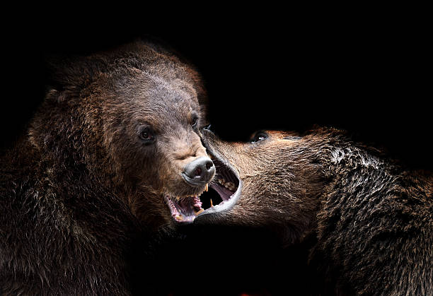 istock Brown bears in the Carpathians. 178742454