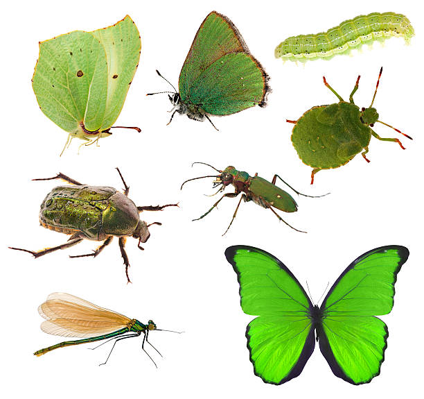 istock green color insects collection isolated on white 178742702