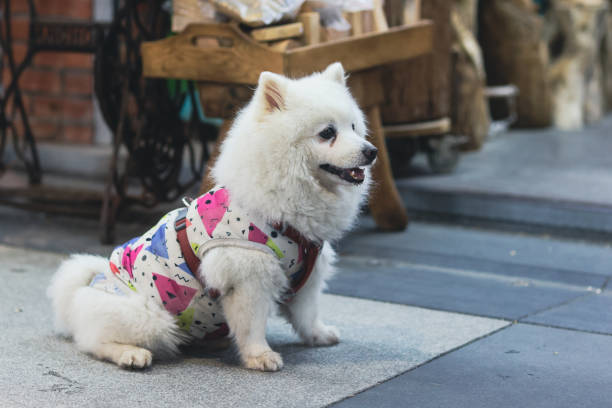 istock Cute Small Dog in the Bright Clothes 1787427372